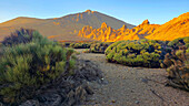 Nationalpark El Teide,UNESCO-Weltkulturerbe,Teneriffa,Kanarische Inseln,Spanien,Atlantik,Europa