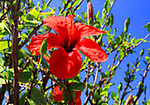 Red Hibiscus, Tenerife, Canary Islands, Spain, Atlantic, Europe