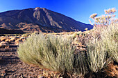 Nationalpark El Teide,UNESCO-Weltnaturerbe,Teneriffa,Kanarische Inseln,Spanien,Atlantik,Europa