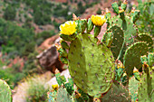 Close up of Engelmann's prickly-pear (Opuntia engelmannii) cactus in bloom, Watchman trail, Zion National Park, Utah, United States of America, North America