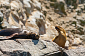 South American Sea Lions (Otaria byronia), Ballestas Islands, Paracas, Peru, South America