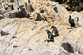 Humboldt-Pinguine (Spheniscus humboldti),Ballestas-Inseln,Paracas,Peru,Südamerika