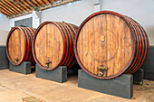 Oak aging barrels for wine, Vista Alegre Winery, Ica, Peru, South America