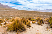 Grasbüschel und die Vulkane El Misti und Chachani,Nationalreservat Salinas y Aguada Blanca,Region Arequipa,Peru,Südamerika