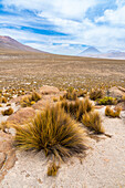 Grasbüschel und die Vulkane El Misti und Chachani,Nationalreservat Salinas y Aguada Blanca,Region Arequipa,Peru,Südamerika