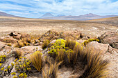 Grasbüschel und die Vulkane El Misti und Chachani,Nationalreservat Salinas y Aguada Blanca,Region Arequipa,Peru,Südamerika