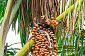 Brauner Kapuzineraffe (Cebus apella,Sapajus apella) auf einem Baum,der Palmensamen frisst,Sandovalsee,Tambopata-Nationalreservat,Peru,Südamerika