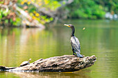 Neotropischer Kormoran (Phalacrocorax brasilianus,Phalacrocorax olivaceus,Nannopterum brasilianum),Sandoval-See,Tambopata-Nationalreservat,Peru,Südamerika