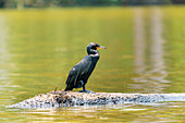 Neotropischer Kormoran (Phalacrocorax brasilianus) (Phalacrocorax olivaceus) (Nannopterum brasilianum),Sandoval-See,Tambopata-Nationalreservat,Peru,Südamerika