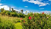 The Marsden First United Methodist Church, seen through hibiscus flowers, Smiths, Bermuda, North Atlantic