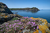 Wildflowers on the Anglesey Coastal path looking to Porth Wen and Torllwyn Headland in spring, near Cemaes, Isle of Anglesey, North Wales, United Kingdom, Europe