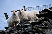 Two Welsh Mountain Sheep at Croesor Mine, Cwm Croesor, Snowdonia National Park (Eryri), North Wales, United Kingdom, Europe