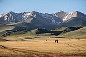 Expansive landscape of Song-Kol Lake area with grazing horses under majestic mountains, Kyrgyzstan, Central Asia, Asia