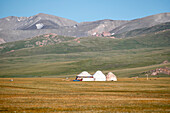 Traditional yurts in the Song-Kol lake area under a clear blue sky in summer, Kyrgyzstan, Central Asia, Asia