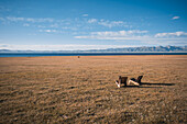 Relaxing view of wooden chairs near the tranquil waters of Song-Kol Lake, surrounded by vast grasslands and mountains, Kyrgyzstan, Central Asia, Asia