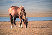 A brown horse grazing peacefully by Song-Kol Lake in serene landscape on a sunny day, Kyrgyzstan, Central Asia, Asia