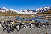 Königspinguin (Aptenodytes patagonicus) Brut- und Nistkolonie auf der Insel Südgeorgien,Südlicher Ozean,Polargebiete