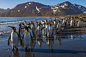 Königspinguin (Aptenodytes patagonicus) Brut- und Nistkolonie auf der Insel Südgeorgien,Südlicher Ozean,Polargebiete