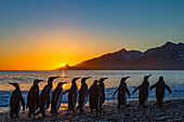 King penguins (Aptenodytes patagonicus) at sunrise on South Georgia Island, Southern Ocean, Polar Regions