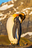 Königspinguin (Aptenodytes patagonicus) Brut- und Nistkolonie auf der Insel Südgeorgien,Südlicher Ozean,Polargebiete