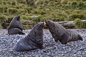 Antarctic fur seal bulls (Arctocephalus gazella) fighting for mating territory on South Georgia, Southern Ocean, Polar Regions