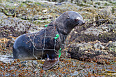 Antarctic fur seal pup (Arctocephalus gazella) caught in fishing net on South Georgia, Southern Ocean, Polar Regions