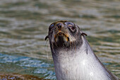 Antarctic fur seal pup (Arctocephalus gazella) on South Georgia, Southern Ocean, Polar Regions