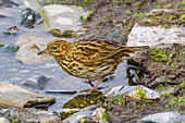 Ausgewachsener Südgeorgienpieper (Anthus antarcticus) bei Ebbe auf der Prion-Insel,Bay of Isles,Südgeorgien,Polargebiete