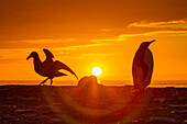 Königspinguin (Aptenodytes patagonicus) bei Sonnenaufgang auf der Insel Südgeorgien,Südlicher Ozean,Polargebiete