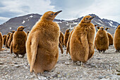 Königspinguine (Aptenodytes patagonicus) im Flaumgefieder (Okum-Jungen) auf der Insel Südgeorgien,Polargebiete