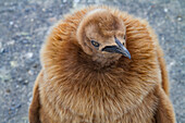 King penguin (Aptenodytes patagonicus) in downy plumage (okum boys) on South Georgia Island, Polar Regions