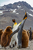 Adult king penguin (Aptenodytes patagonicus) in the act of feeding chick on South Georgia Island, Southern Ocean, Polar Regions