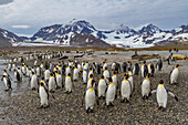 Königspinguin (Aptenodytes patagonicus),Brut- und Nistkolonie auf der Insel Südgeorgien,Südlicher Ozean,Polargebiete