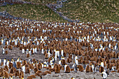 Königspinguine (Aptenodytes patagonicus) im Flaumgefieder (Okum-Jungen) auf der Insel Südgeorgien,Polarregionen