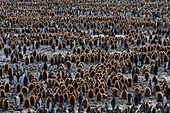 Königspinguine (Aptenodytes patagonicus) im Flaumgefieder (Okum-Jungen) auf der Insel Südgeorgien,Polargebiete