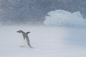 Adeliepinguin (Pygoscelis adeliae) im Schneesturm bei Brown Bluff auf der Antarktischen Halbinsel im Weddellmeer,Antarktis,Polargebiete