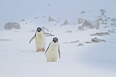 Adeliepinguine (Pygoscelis adeliae) im Schneesturm bei Brown Bluff auf der Antarktischen Halbinsel im Weddellmeer,Antarktis,Polargebiete