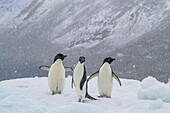 Adeliepinguin (Pygoscelis adeliae) auf dem Eis nahe der Teufelsinsel im Weddellmeer nahe der Antarktischen Halbinsel,Antarktis,Polargebiete