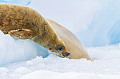 Krabbenfresserrobbe (Lobodon carcinophaga) auf einer Eisscholle nahe der Antarktischen Halbinsel,Antarktis,Polargebiete