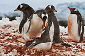 Eselspinguin (Pygoscelis papua) beim Paarungsverhalten am Jougla Point auf der Wiencke-Insel,Antarktis,Südlicher Ozean,Polargebiete