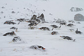 Gentoo penguins (Pygoscelis papua) nesting colony almost buried by snow during snow storm at Brown Bluff, Antarctica, Polar Regions