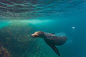 Galapagos sea lion (Zalophus wollebaeki) underwater in the Galapagos Island Archipelago, UNESCO World Heritage Site, Ecuador, South America