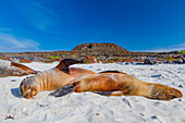 Galapagos-Seelöwen (Zalophus wollebaeki) am Strand im Galapagos-Inselarchipel,UNESCO-Weltnaturerbe,Ecuador,Südamerika