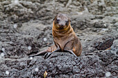 Galapagos-Seelöwe (Zalophus wollebaeki),Jungtier im Galapagos-Inselarchipel,UNESCO-Welterbe,Ecuador,Südamerika