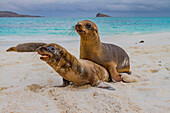 Galapagos-Seelöwen-Welpe (Zalophus wollebaeki) im Galapagos-Inselarchipel,UNESCO-Weltnaturerbe,Ecuador,Südamerika