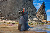 Galapagos-Seelöwen (Zalophus wollebaeki) am Strand im Galapagos-Inselarchipel,UNESCO-Weltnaturerbe,Ecuador,Südamerika