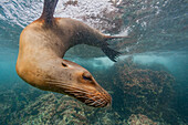 Galapagos sea lion (Zalophus wollebaeki) underwater in the Galapagos Island Archipelago, UNESCO World Heritage Site, Ecuador, South America