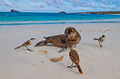 Galapagos-Seelöwen-Welpe (Zalophus wollebaeki) im Galapagos-Inselarchipel,UNESCO-Welterbe,Ecuador,Südamerika