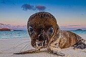 Galapagos-Seelöwen-Welpen (Zalophus wollebaeki) im Galapagos-Inselarchipel,UNESCO-Welterbe,Ecuador,Südamerika