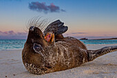 Galapagos-Seelöwen-Welpe (Zalophus wollebaeki) im Galapagos-Inselarchipel,UNESCO-Welterbe,Ecuador,Südamerika